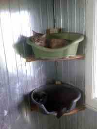 Intérieur du box commun chats